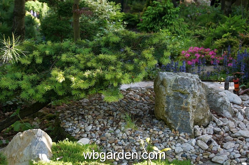 wbgarden spring 41.JPG